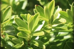 End of Season Garden Bargains for New Homeowners