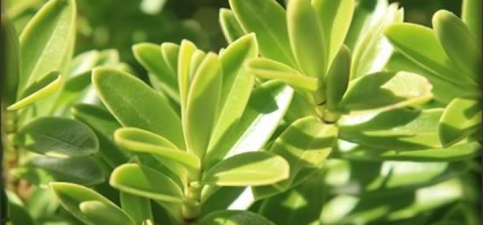 End of Season Garden Bargains for New Homeowners