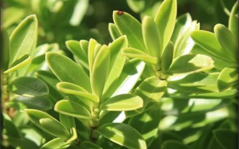 End of Season Garden Bargains for New Homeowners