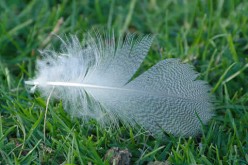 Getting Your Lawn Ready For Spring