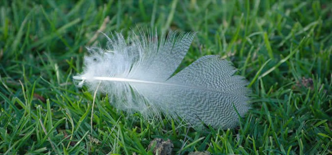Getting Your Lawn Ready For Spring