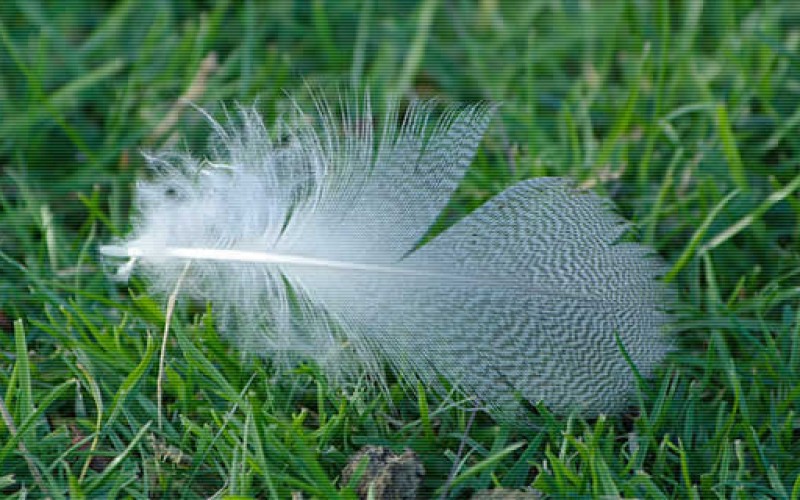 Getting Your Lawn Ready For Spring