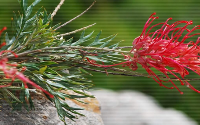 7 Ways to Save at the Garden Center
