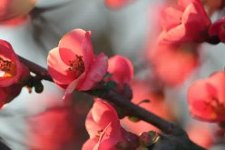 Select the Best Trees for Your Yard