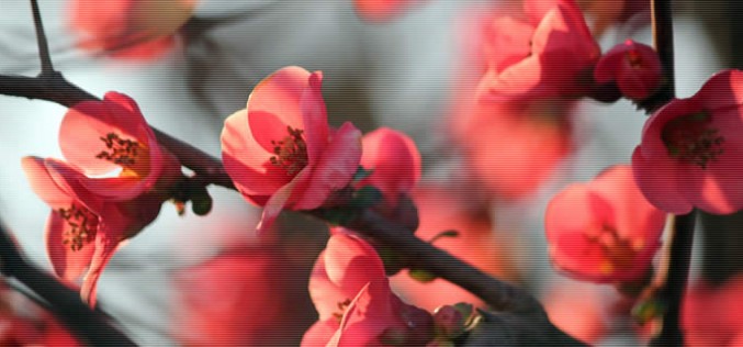 Select the Best Trees for Your Yard