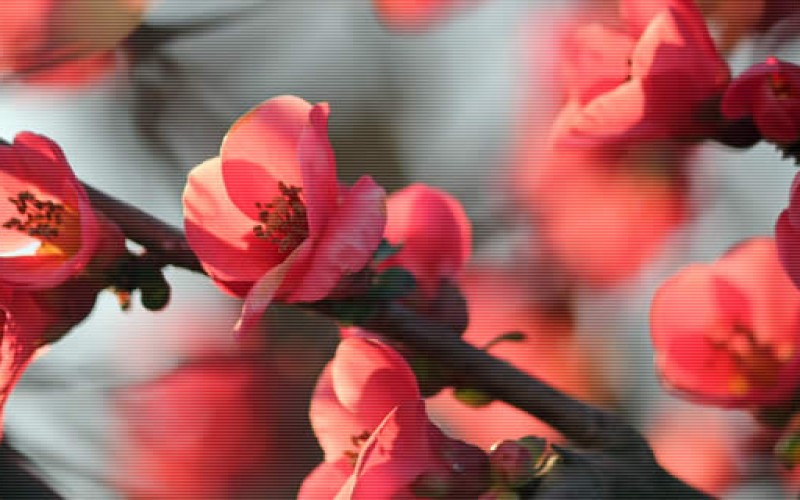 Select the Best Trees for Your Yard
