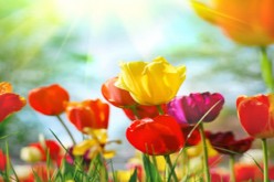 Garden Center Overview 101