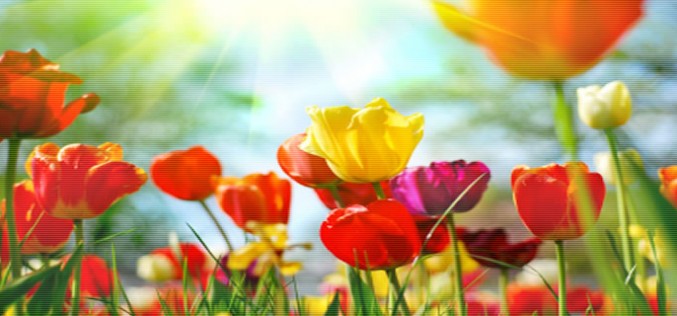 Garden Center Overview 101