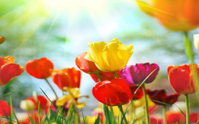 Garden Center Overview 101