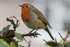 How to Construct a Bird-Friendly Yard