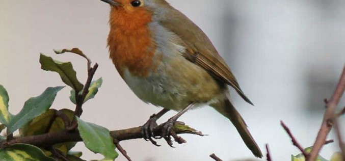 How to Construct a Bird-Friendly Yard