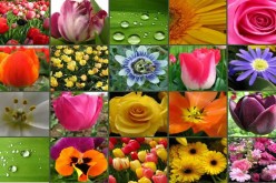 Why Native Plants are Best for Your Garden