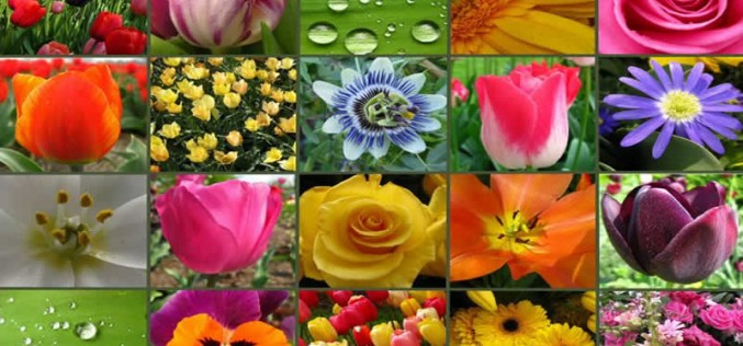 Why Native Plants are Best for Your Garden
