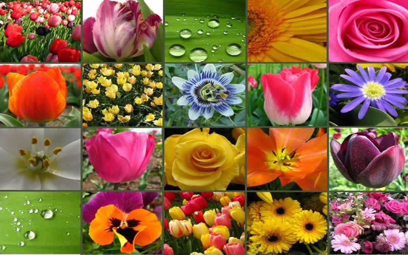 Why Native Plants are Best for Your Garden