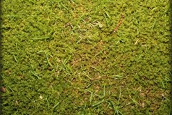 7 Lawn Mower Care Tips