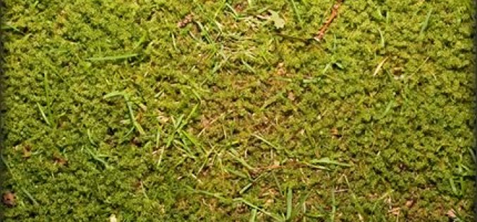 7 Lawn Mower Care Tips