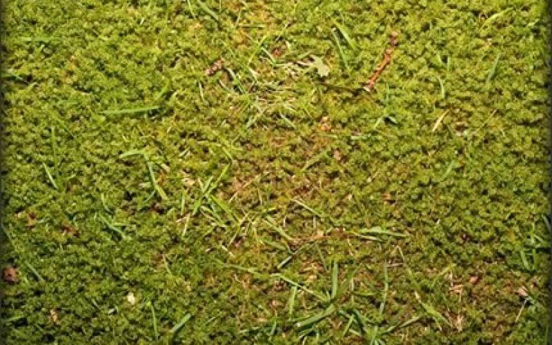 7 Lawn Mower Care Tips