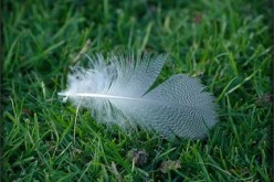 How to Get Your Lawn & Garden Ready for Fall