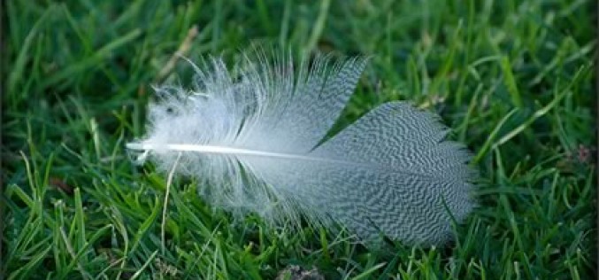 How to Get Your Lawn & Garden Ready for Fall