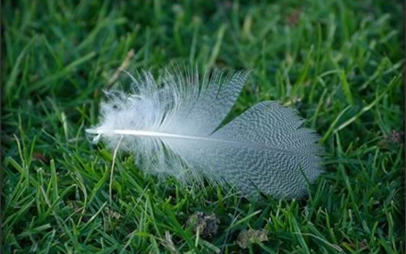 How to Get Your Lawn & Garden Ready for Fall
