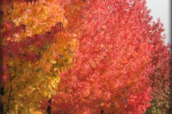 DIY – Planting Trees