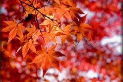Trees, Autumn Leaves & Disease Prevention