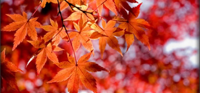 Trees, Autumn Leaves & Disease Prevention