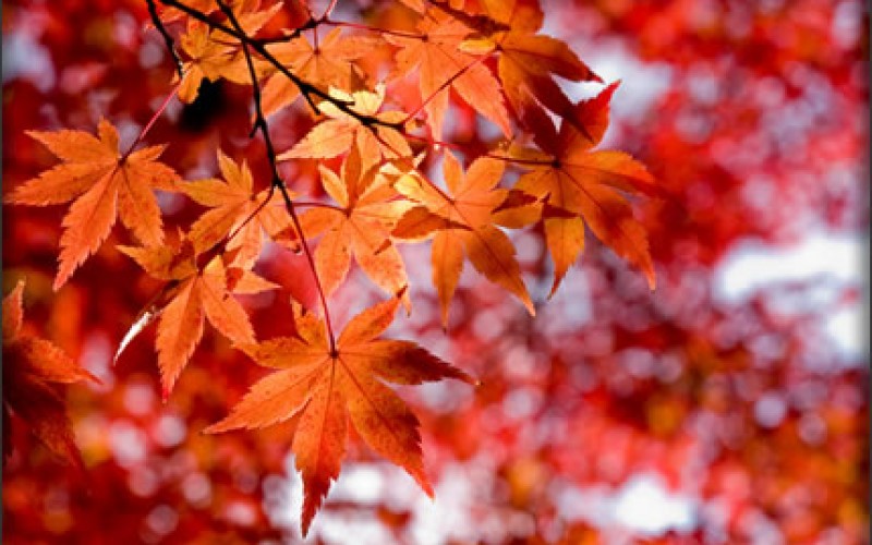 Trees, Autumn Leaves & Disease Prevention