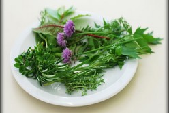 Growing Your Own Herb Garden