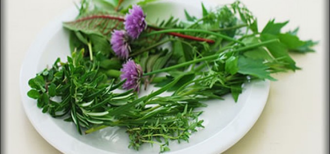 Growing Your Own Herb Garden