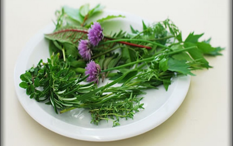 Growing Your Own Herb Garden