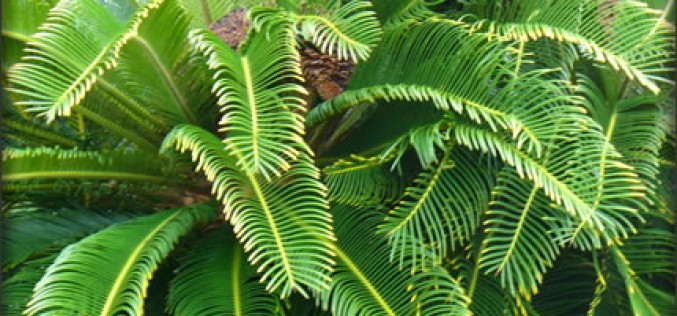 Invigorate Your Yard With Fresh Landscaping