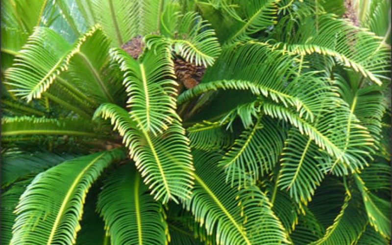Invigorate Your Yard With Fresh Landscaping