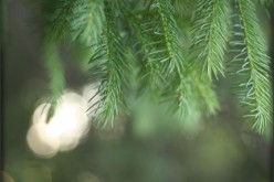 Preparing Your Home for Holiday Visitors