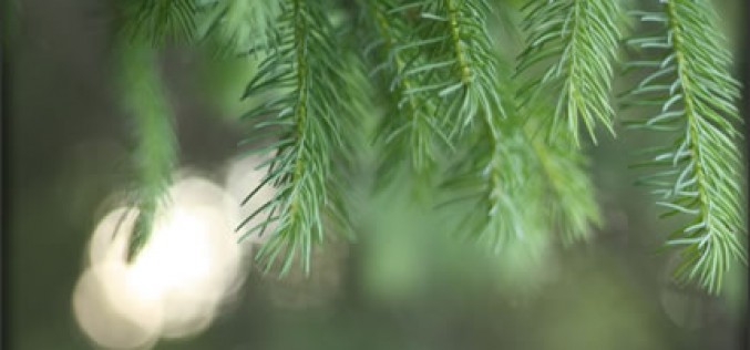 Preparing Your Home for Holiday Visitors