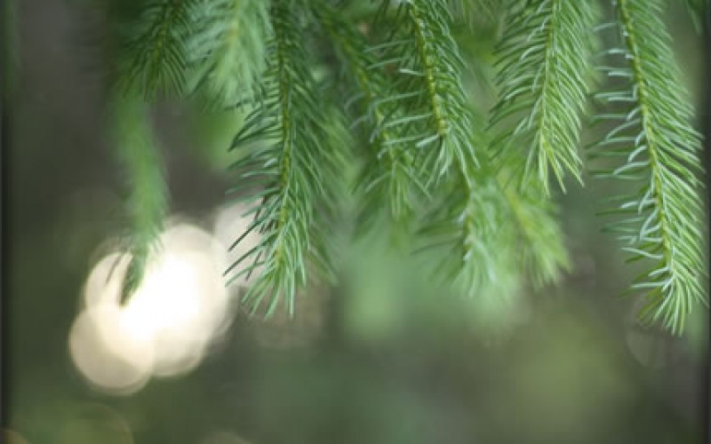 Preparing Your Home for Holiday Visitors