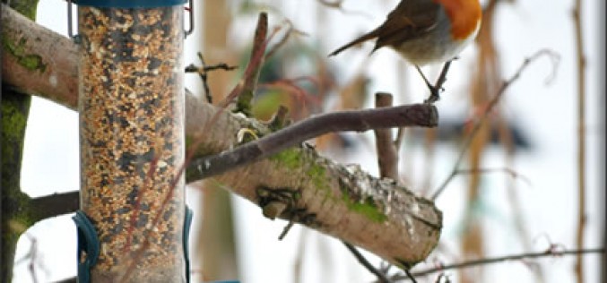 You Can Winterize Your Garden