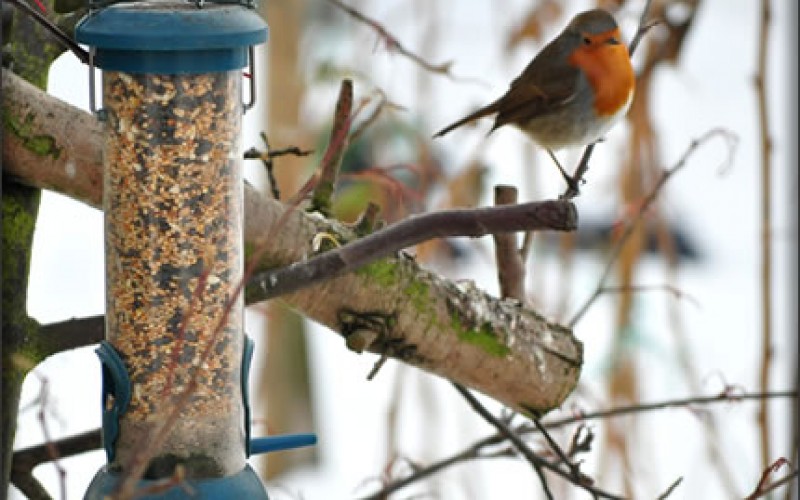 You Can Winterize Your Garden