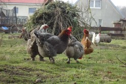 Start Your Own Backyard Mini Chicken Farm For Less Than $300