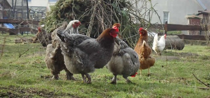 Start Your Own Backyard Mini Chicken Farm For Less Than $300