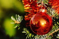 What You Should Know About Replanting a Live Christmas Tree