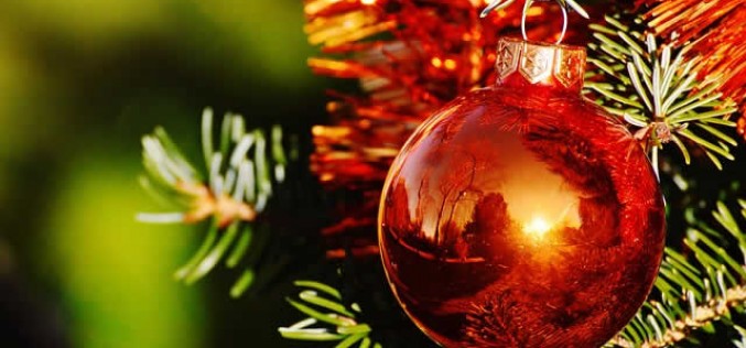 What You Should Know About Replanting a Live Christmas Tree
