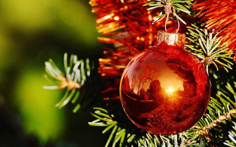 What You Should Know About Replanting a Live Christmas Tree
