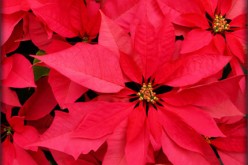 What Everyone Should Know About Poinsettias