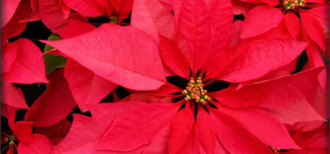 What Everyone Should Know About Poinsettias