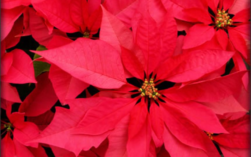 What Everyone Should Know About Poinsettias