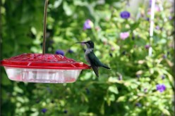 You Can Create a Backyard Bird Habitat