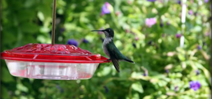 You Can Create a Backyard Bird Habitat