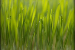 You Can Prep Your Lawn For Spring
