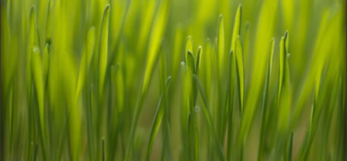 You Can Prep Your Lawn For Spring